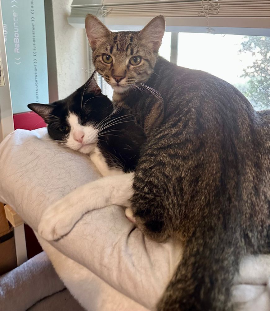 Tuxedo and Tabby cat want the same window view