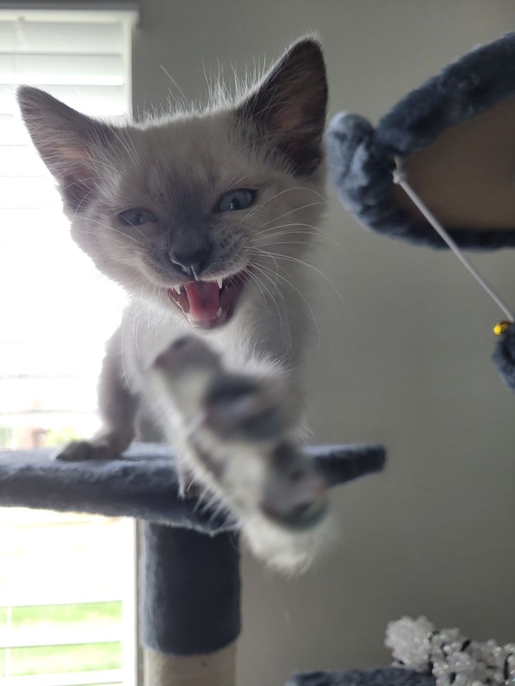 A small white kitten woth blue eyes reaching out his paw while standing on a cat tree