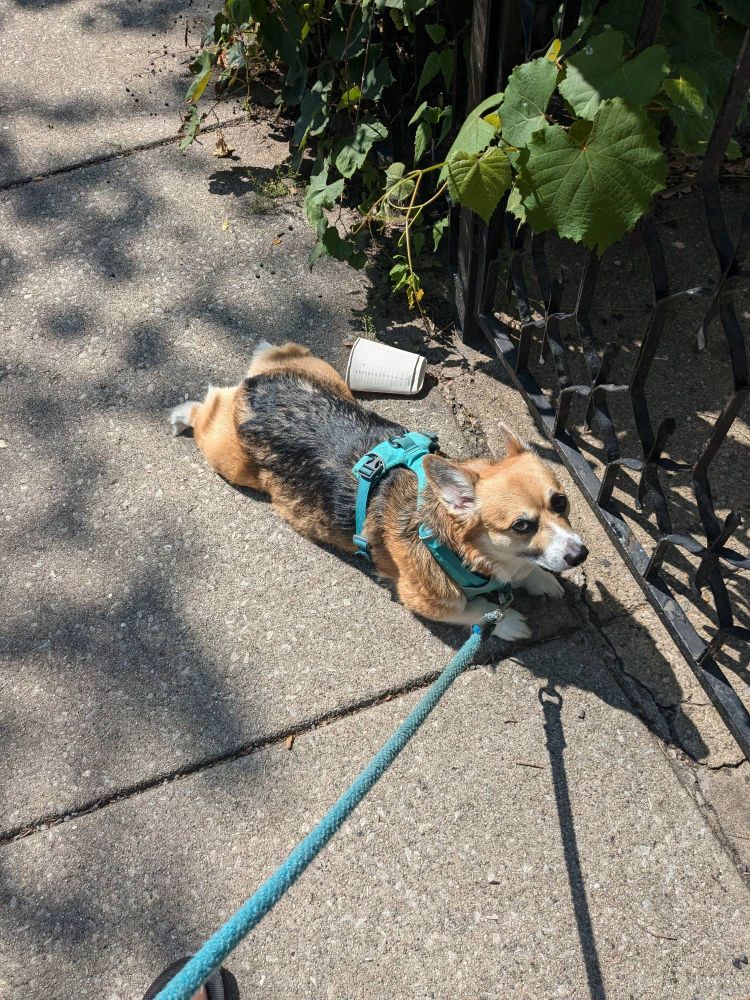 My corgi, Rosie, laying in the middle of the sidewalk refusing to move.