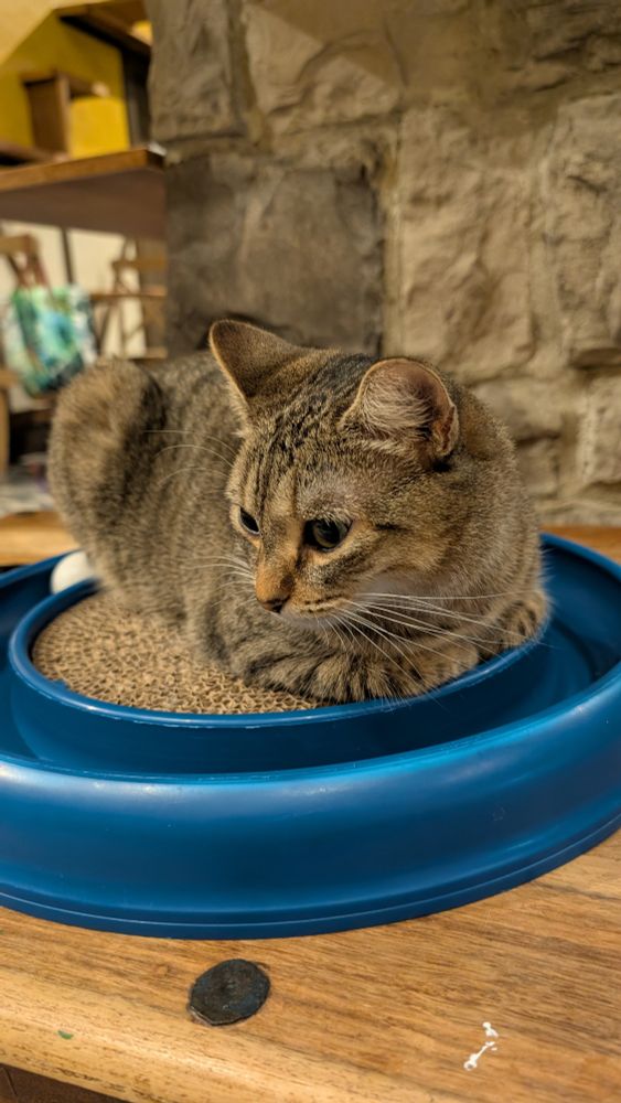 A brown tabby loafing on a scratching pad with a blue ball track toy around the edge of it