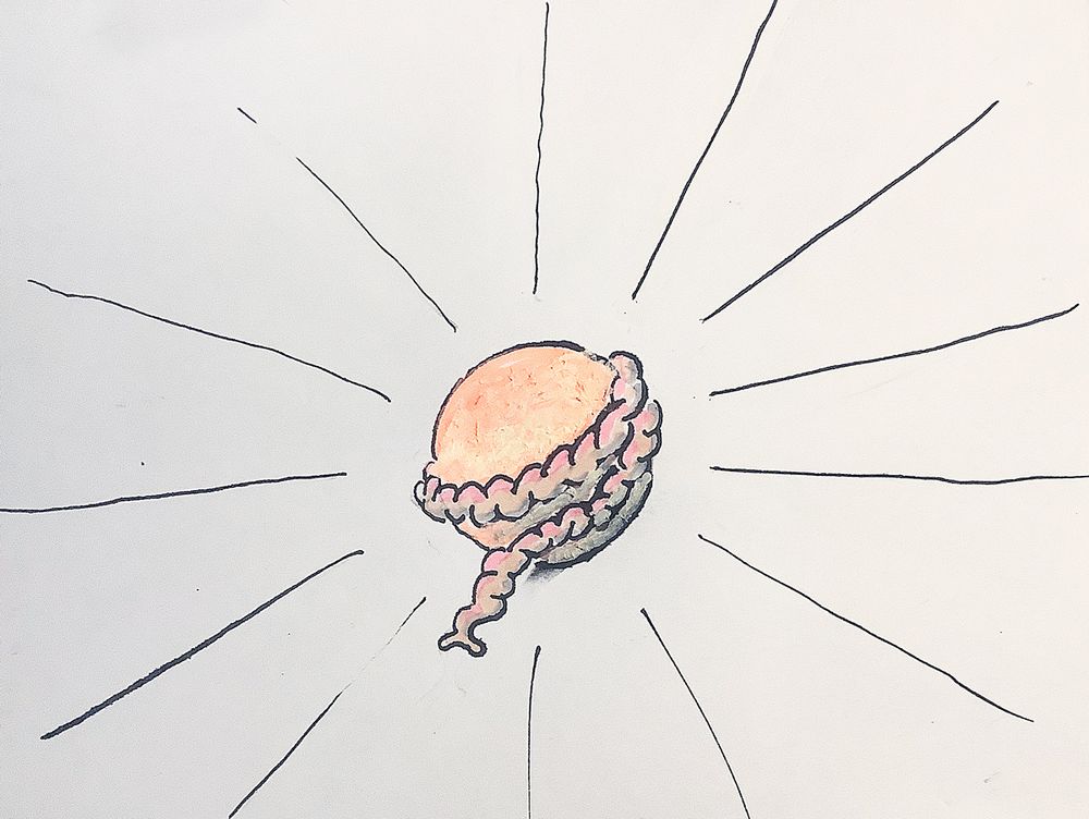 Zeichnung einer Sonne mit darumgewickeltem Darm.
