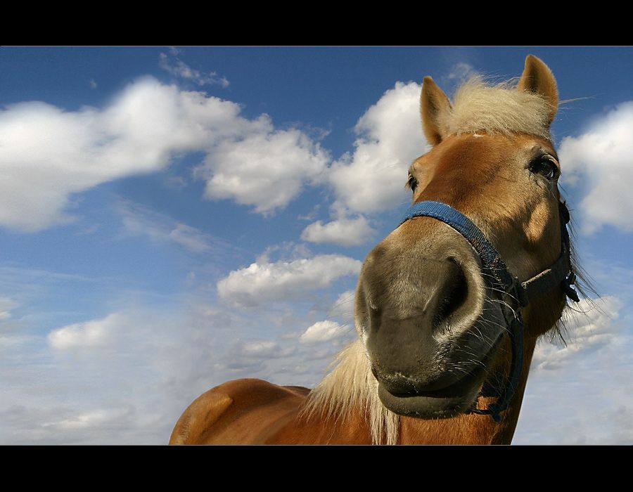 Pferd vor blauem Himmel