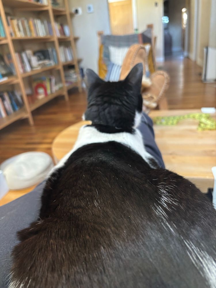 A handsome cow cat, photographed from behind, lying on a human’s legs. Blurry in the background are a bookcase and a chair