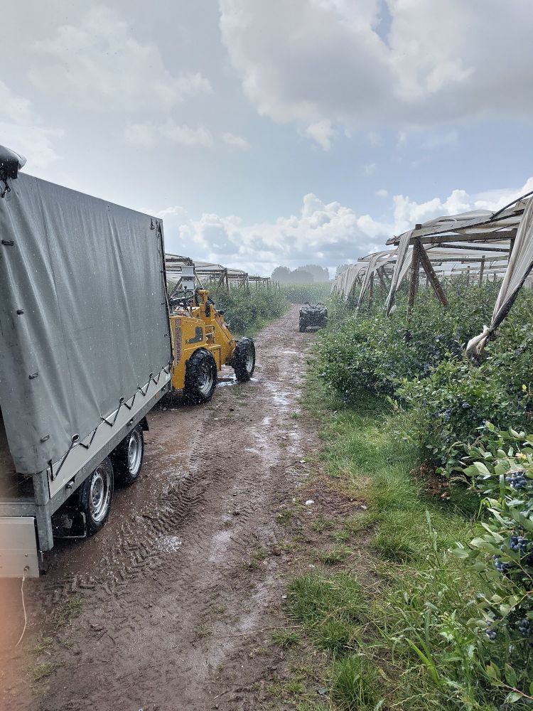 Rain on a blueberry field