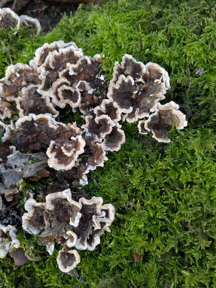 Brown and white lettuce-shaped fungus on a moss background 
