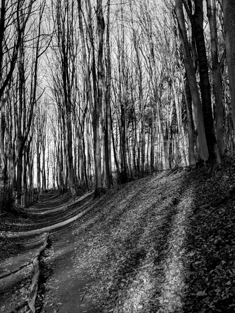 Black and white photo of tall trees, light stretches through them across a path 