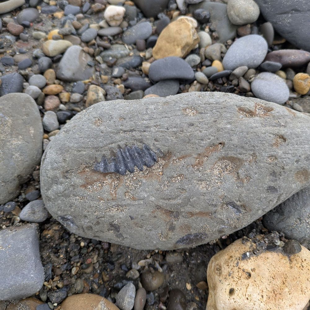 Grey stone with black ridged fossil 