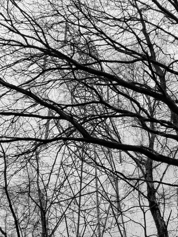 Tree branches with electricity pylon tower behind