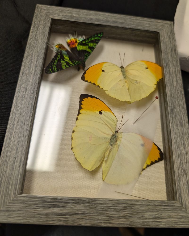 Three pinned butterflies in a shadowbox. 