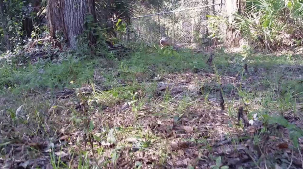 a fence surrounds a lush green forest with trees and shrubs