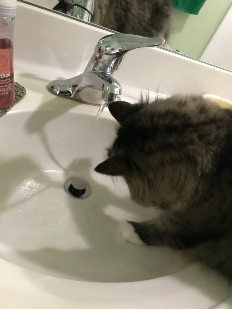 Photo of cat in sink
