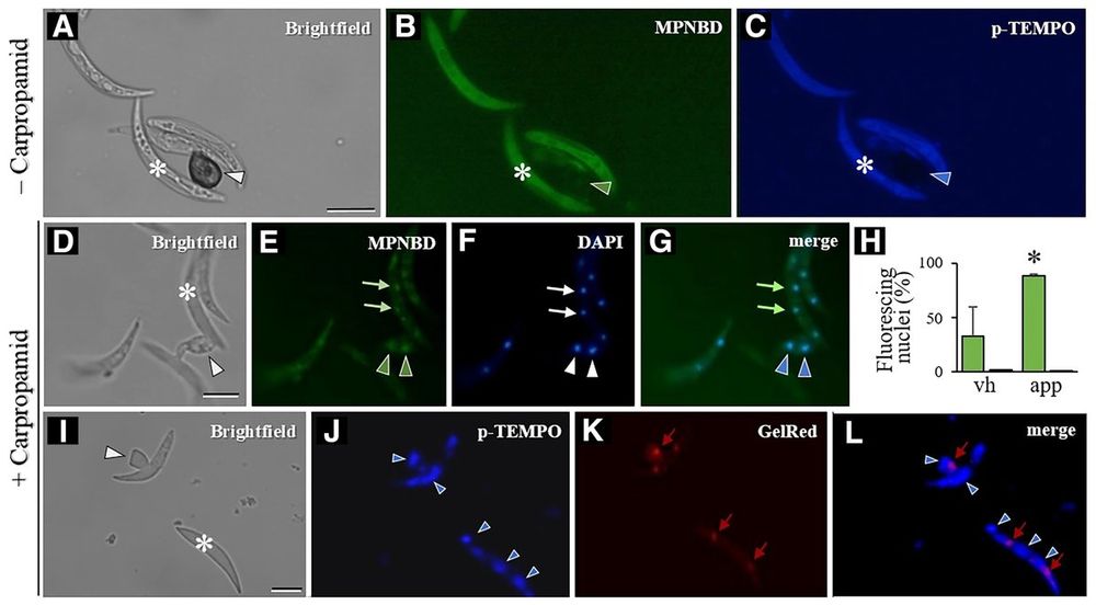 Colletotrichum graminicola conidia/appressoria were fluorescence-labeled for Fe2+/Fe3+ with/without carpropamid. MPNBD/p-TEMPO stained Fe2+/Fe3+ (A-C). MPNBD/DAPI showed Fe3+ in nuclei (D-G). p-TEMPO/GelRed stained Fe2+, not in nuclei (I-L). Quantification of Fe2+/Fe3+ in hyphae/appressoria (H). Asterisk: conidium, arrowhead: appressorium. Scale: 10μm.