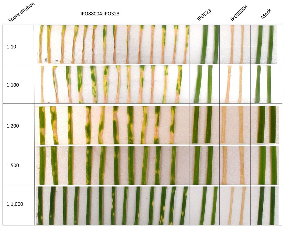 Co-inoculation of Zymoseptoria tritici strains IPO323 and IPO88004. Co-inoculation experiments were performed with the avirulent strain IPO323 and the virulent strain IPO88004. Disease severity was evaluated across a series of virulent-to-avirulent ratios ranging from 1:10 to 1:1,000. Disease symptoms were recorded 21 days postinfection (dpi).