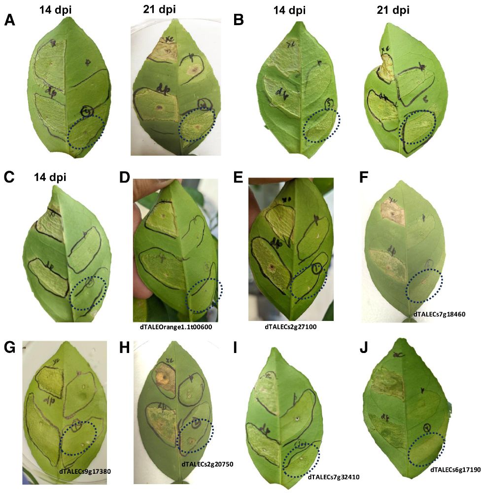 Fig. 5.
Virulence assay with constructed designer transcription activator-like effectors (dTALEs) in sweet orange leaves: Xanthomonas citri subsp. citri (Xcc) strains wild type (WT), XccpthA4::Tn5, XccpthA4::Tn5 dTALECsLOB1, and XccpthA4::Tn5 dTALEs for putative CsLOB1 target genes were infiltrated into fully expanded young leaves of Valencia sweet orange, which were evaluated for the symptoms at 14 and 21 days postinoculation (dpi). Representative results were chosen from three independent experiments. Inoculation of leaves with different strains was conducted as illustrated in Figure 3A. 