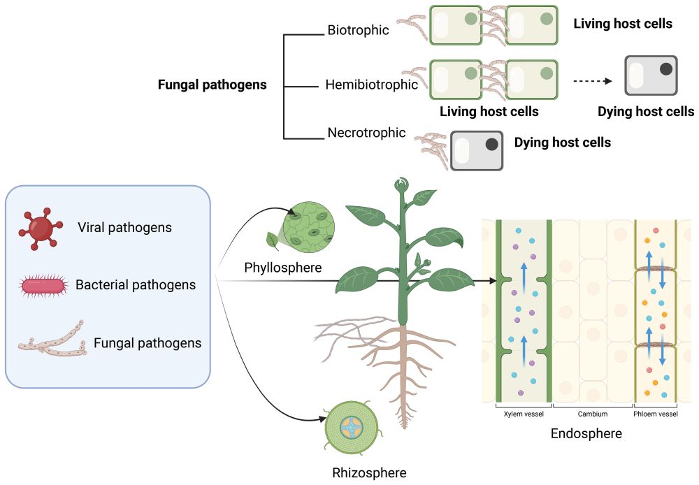 Types of phytopathogens (viruses, bacteria, and fungi) invade plant organs. Pathogens can invade the aboveground organs, the phyllosphere (leaves, stems, branches, and fruits), the roots or rhizosphere, the vascular system (phloem and xylem), or the endosphere. Phytopathogens can be biotrophic feeding on living host cells, necrotrophic feeding on dying host cells, and hemibiotrophic with an initial biotrophic phase and a later necrotrophic stage.