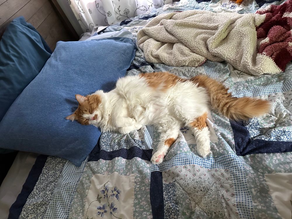 Goose, and orange and white fluffy cat, sleeping on a bed on his side, his head on the pillow