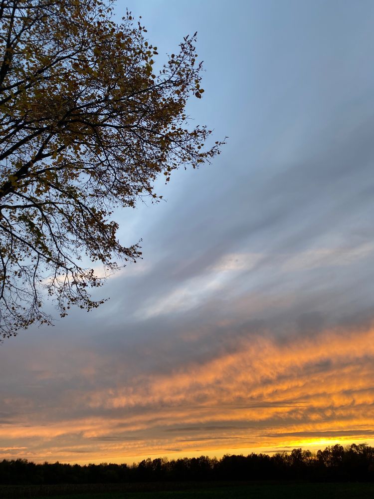 Foto von Himmel mit Wolken, die die untergehende Sonne orange anleuchtet, ein Baum ragt dunkel ins Bild.