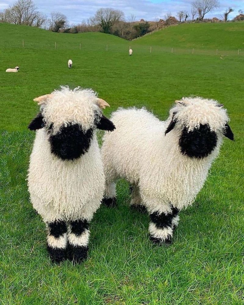 Zwei plüschigen Schafe auf der Wiese mit schwarzem Fell im Gesicht