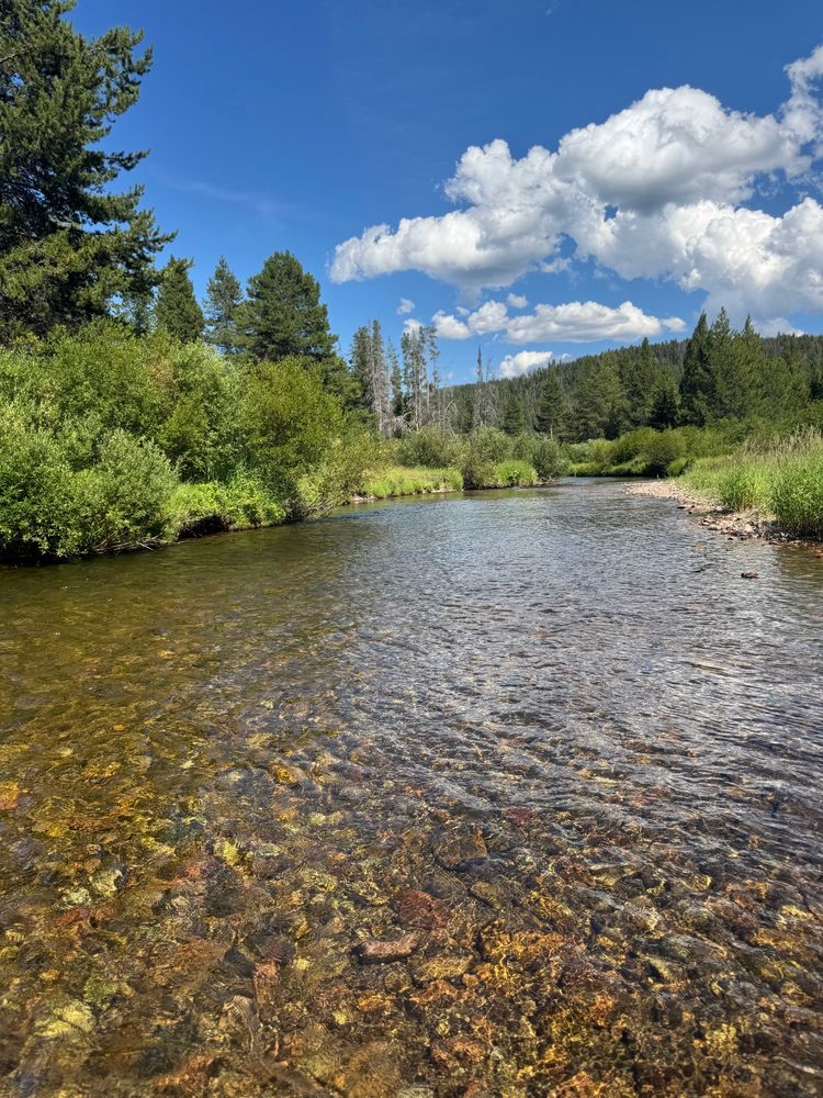 This image shows a peaceful mountain river scene under a bright summer sky. In the foreground, clear shallow water flows gently over a bed of smooth, multicolored stones—amber, gold, rust, and charcoal tones shimmering in the sunlight. On both riverbanks, lush green shrubs and grasses grow thick, blending into stands of tall evergreen trees. Farther back, a dark green forested hillside rises gently, dotted with a few leafless, weathered tree trunks that hint at past seasons or wildfires. Overhead, large cottony white clouds drift lazily across a vivid blue sky, adding depth and contrast to the scene. The whole view feels fresh, calm, and untamed—an untouched corner of mountain wilderness.