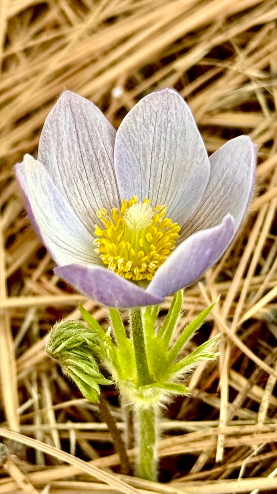 Prairie Pasqueflower (Pulsatilla patens), also known in Montana as the Prairie Crocus, Cut-leaf Anemone, or Eastern Pasqueflower.

Early-spring bloomer that often appears while snow still lingers.

A single, delicate wildflower rises from a forest floor thick with tan pine needles. The bloom has six pale lavender petals, each softly veined with fine, darker lines that draw the eye inward. The petals curve gently open, forming a shallow cup around a bright, densely packed yellow center made of tiny stamens that radiate like a miniature sun.

The flower’s stem and sepals are covered in fine, silvery hairs, giving the plant a soft, downy appearance. At the base of the blossom, several young, folded buds emerge—small, fuzzy, and still tightly curled.

The surrounding ground is a textured mat of long, dried pine needles in warm ochre tones, creating a natural contrast that makes the cool lavender of the petals stand out vividly. The atmosphere feels close-up, intimate, and calm—an early spring bloom pushing up through last year’s forest debris.
