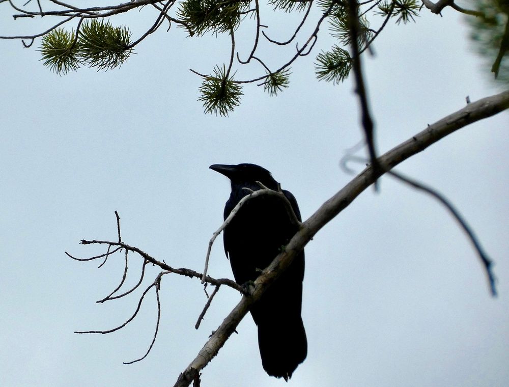 A Raven perched on a lodgepole pine branch, cloudy grey skies 