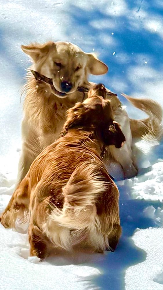 In the bright Montana snow, Bleu and Ruby look like two fluffy Olympians competing in the prestigious Stick-Wrestling Winter Classic, a sport they have invented, perfected, and taken very seriously.

Bleu — eyes squinted in bliss, ears flapping like victory flags — is clearly convinced he is the undefeated champion of the northern territories. The stick is wedged proudly in his jaws, and he’s already imagining his name engraved on a golden retriever trophy.

Ruby, however, has entered the arena with the energy of a cinnamon-colored comet. Her tail is a blur of determination, her stance pure athletic drama. She has declared, silently but boldly, “Today, brother… I take the title.”

Snow sprays. Paws scramble. The stick wobbles like a referee who’s had enough.

And somewhere in the cold, crisp air you can almost hear their simultaneous battle cry:Mine!