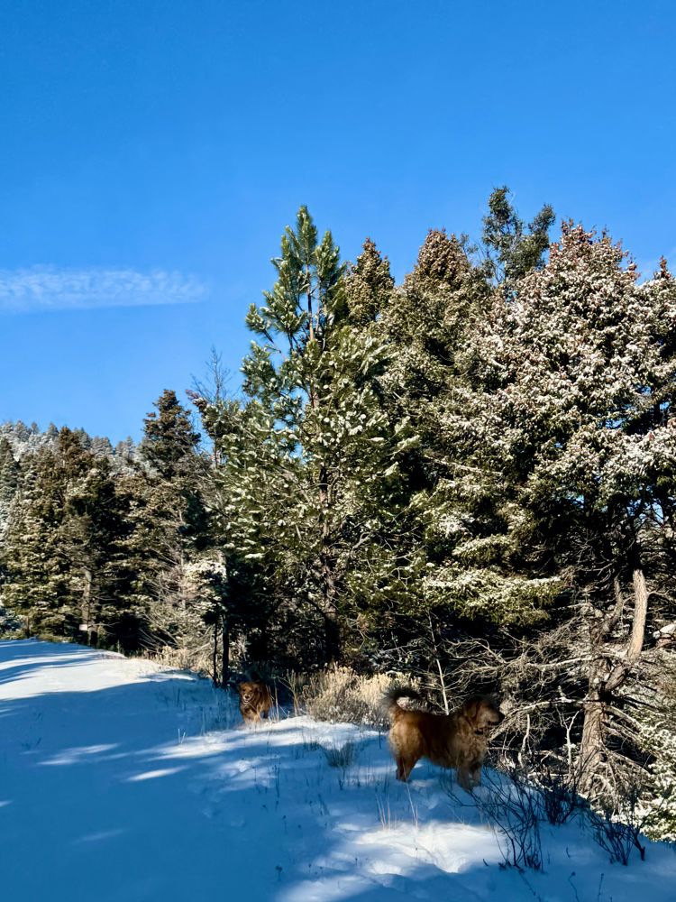 A clear winter morning settles over a quiet Montana hillside, the air crisp and brilliantly lit beneath an immaculate blue sky. The snow lies in a clean, soft sheet along the road, its surface faintly marked by tracks and the angled shadows of nearby trees. On the right, a dense stand of evergreens—fir and ponderosa—rises in layered greens and muted browns. Their branches carry a delicate frosting of overnight snow, catching the sun in a way that makes each needle seem edged in silver.

Two golden retrievers move along the snowy margin where forest meets open light. One stands forward, alert and confident, its coat glowing warmly against the cold palette of the scene. Just behind, partially sheltered by the trees, the second dog emerges from a pocket of shadow, its posture curious and unhurried as it surveys the quiet woods. Together they add a sense of life and gentle motion to a landscape otherwise still, as though the morning is theirs to explore at their own pace.