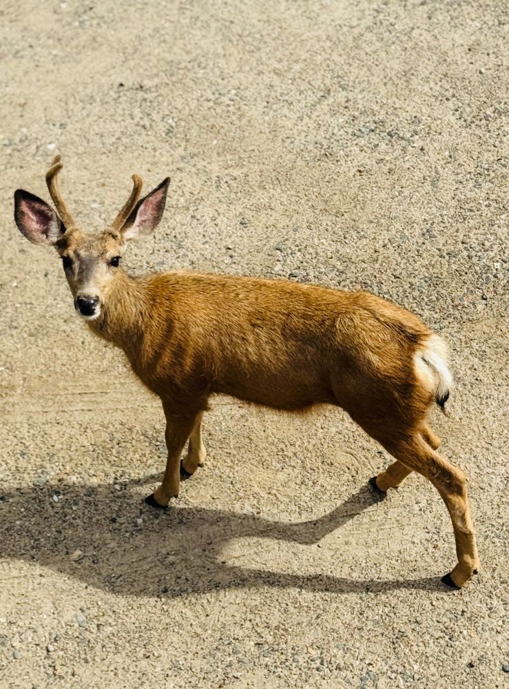 A young deer stands alert on a sunlit gravel path, its slender body poised as if caught mid-step. Its coat is a rich, tawny brown, sleek and glowing warmly under the daylight. A small pair of velvet-covered antlers sprouts from its head, still in early stages of growth, giving it a youthful and curious appearance. Its large ears are perked up like satellite dishes, listening intently, while its dark, expressive eyes are locked directly on the camera—as if to say, “I see you.” The deer’s white tail is fluffed slightly, a soft cotton puff against the otherwise earthy tones. It casts a long shadow on the pale, textured ground, adding depth and contrast to the otherwise simple, sandy background. The whole scene is calm, quiet, and just a bit magical—like stumbling upon a woodland prince on a secret stroll.