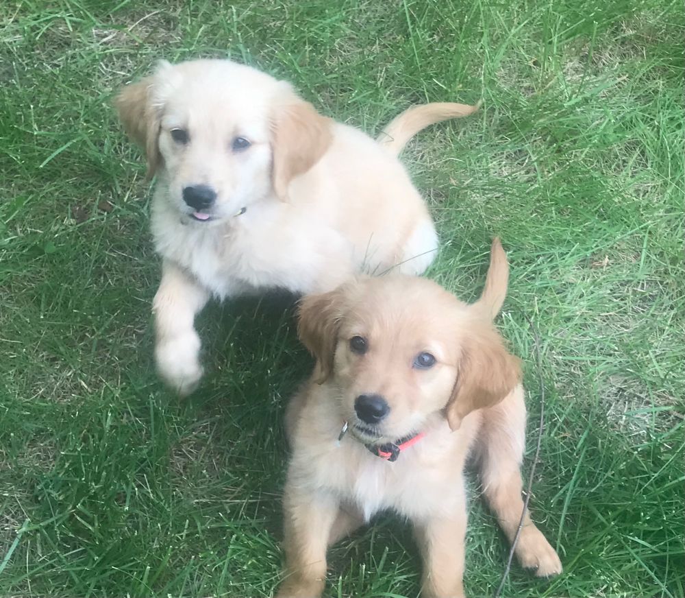 Two golden retriever puppies are holding a very important meeting on the lawn. The one on the left looks like it just made a witty remark and is about to high-five you with its paw, while the one on the right is the “serious” secretary, quietly taking mental notes… and possibly plotting how to steal your sandwich. Both are armed with deadly levels of cuteness and have clearly mastered the art of looking innocent while planning trouble.