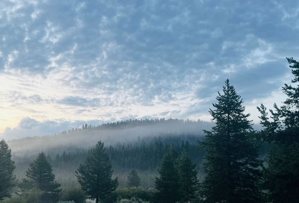 a calm mountain sunrise blanketed in mist. In the foreground, tall evergreen trees stand dark and stately, their pointed tops piercing the cool morning air. Layers of fog drift lazily between the trees and over the rolling forested hills, giving the scene a soft, dreamlike quality. Above, the sky is a quilt of textured clouds, tinted faintly by the early light — pale blues mingling with hints of gold near the horizon where the sun is beginning to rise. The overall feeling is tranquil and ethereal, as if the world is slowly waking in a hushed, misty embrace.