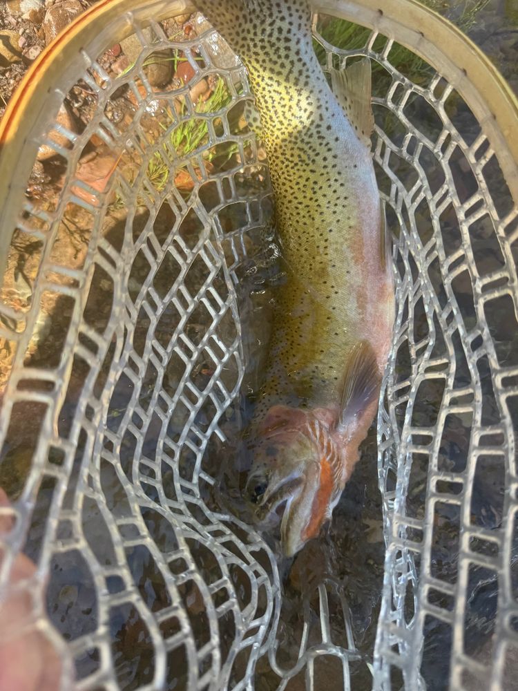 The image shows a freshly caught trout resting in a clear rubber fishing net. The fish’s sleek body glistens with a golden-olive sheen, sprinkled with small black spots that grow denser toward the tail. Along its side runs a faint pinkish-red blush, more vivid near the gill plate, where bright orange streaks flare toward the underside of its head and throat. Its mouth is slightly open, water still streaming through the net and over its scales, suggesting it was just lifted from the river. Sunlight dances off the wet netting, creating a shimmering lattice that frames the fish’s vibrant colors.