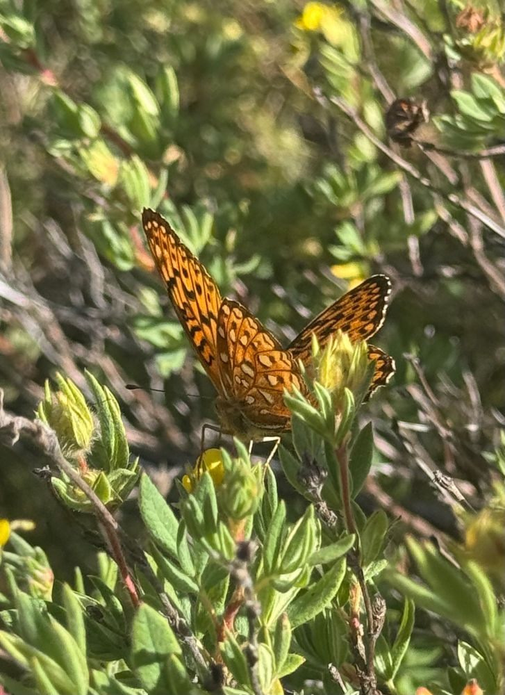 Perched delicately among sunlit greenery, a butterfly spreads its wings like a stained-glass masterpiece. Its wings blaze in warm orange tones, laced with black lines and dotted patterns, resembling tiny brushstrokes painted by nature herself. The sunlight catches the wings, making them shimmer against the soft green leaves and fuzzy yellow buds of the wild shrub it rests upon. Around it, the foliage is alive with varying shades of green, touched by hints of gold from the blossoms—creating the perfect stage for this jewel-winged performer to bask in the afternoon light.