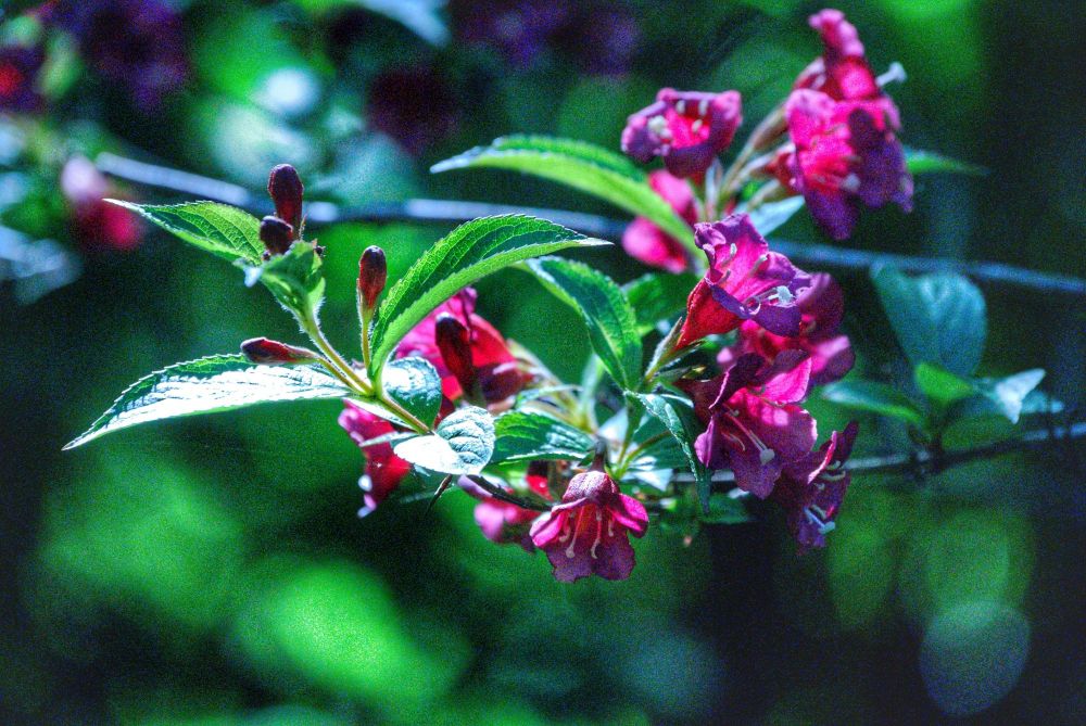 A ruby coloured "Liebliche Weigelie" in sharp focus with the rest of the bush out of focus in the background