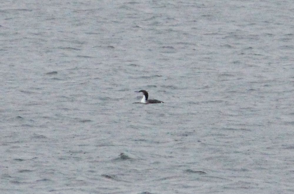 Black-throated diver swimming