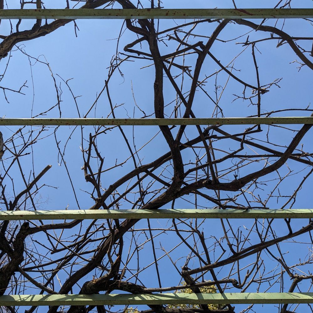 photo of tree branches resting on horizontal green bars from below, backlit against blue sky