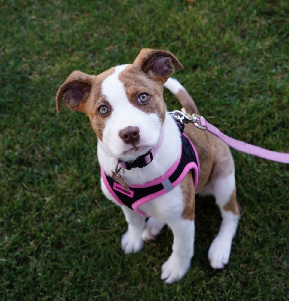 Lily, the cute puppy.