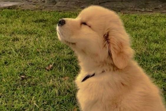a photo of a golden puppy sitting in the grass, closing it’s eyes and tilting it’s chin up, looking relaxed !