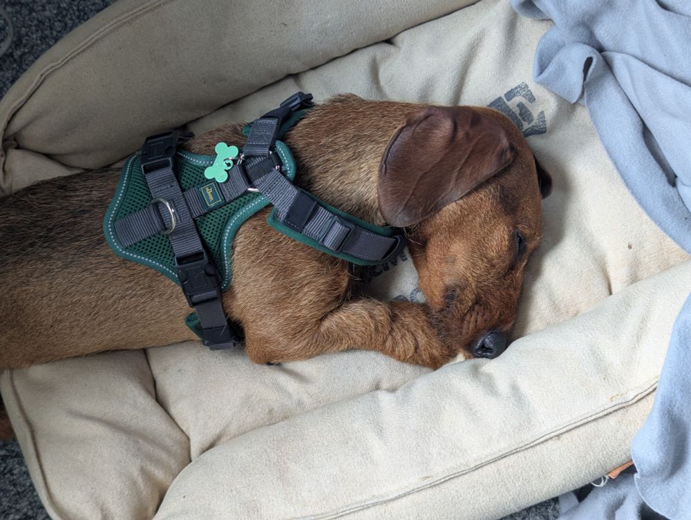 Rauhaardackel Luffy liegt mit dem Oberkörper auf einem beigefarbenen Hundebett. Der Hintern hängt raus. Er schläft, seine Nase ist an der Seite des Bettes weggedrückt.