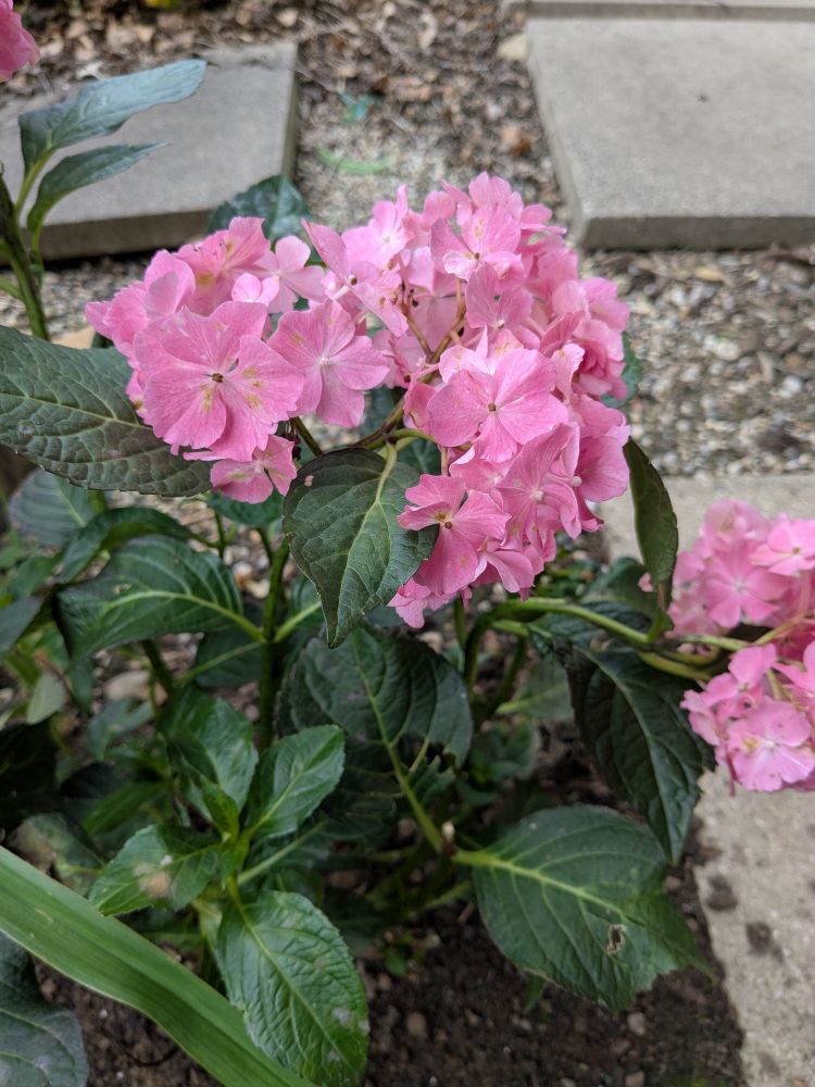 a shot focused on the blooms of a hydrangea with soft pink clusters of flowers and glossy dark green leaves.