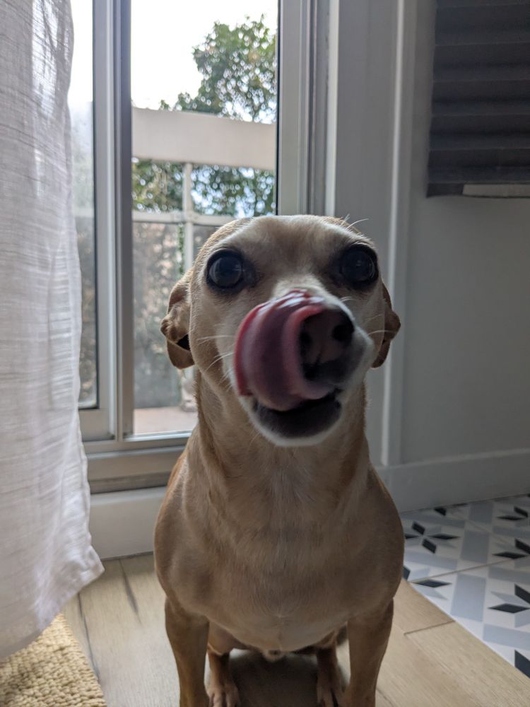 Chaco the Chihuahua mix sits in front of his food corner. He wraps his tongue halfway around his snoot in the international sign for "I'm hungry, give me dinner".