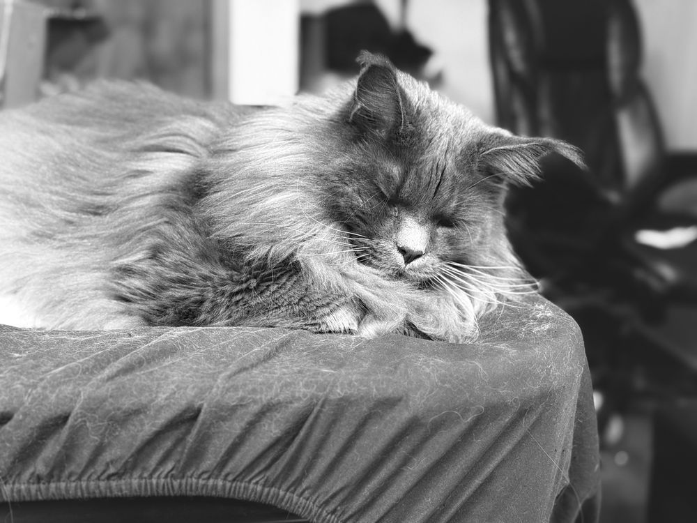 My mom’s Maine Coon, Percival, peacefully takes a nap on the pool table in my room.