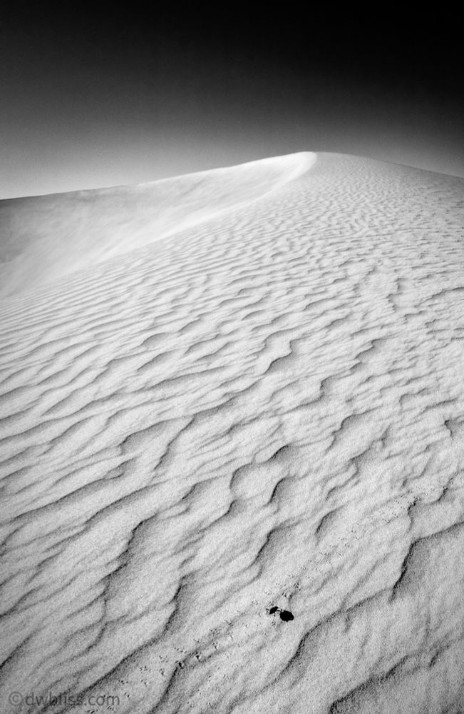 Bug on dune. Copyright d.w.bliss