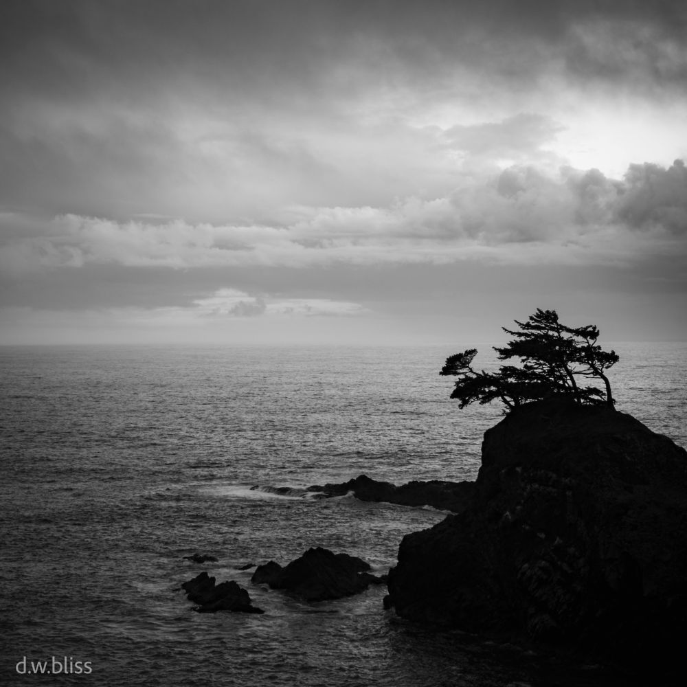 A sea stack with trees on it. Copyright d.w.bliss