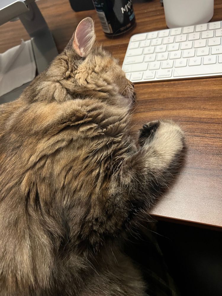A cute lil’ kitty that fell asleep on an office desk