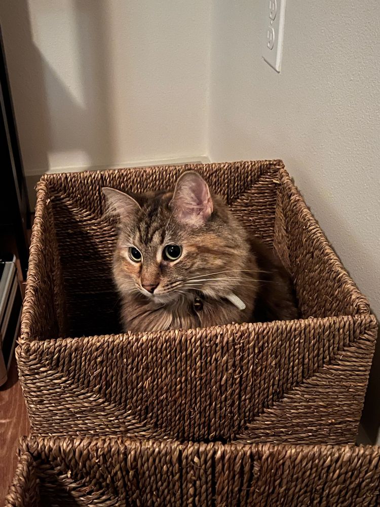 The bestest kitty ever named Skylar