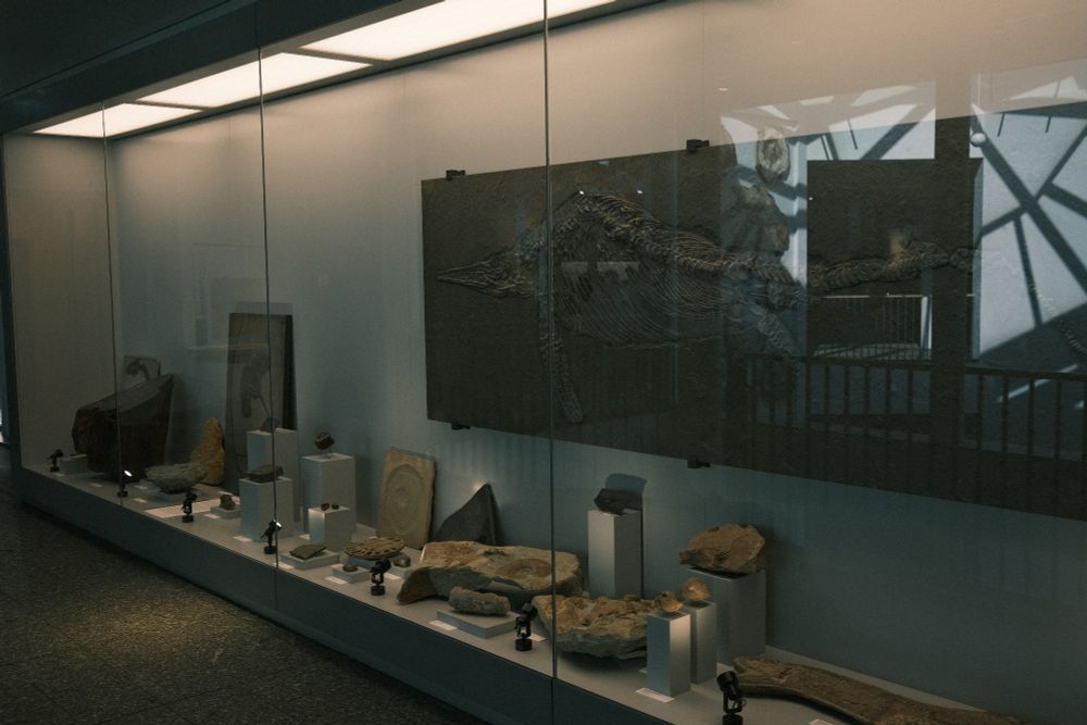 Display of various marine fossils.