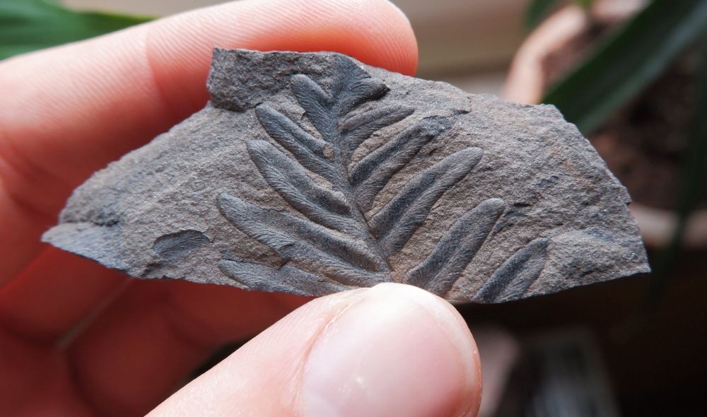 My fingers are holding a gray piece of claystone. There's a seed fern leaf fossil on the surface 