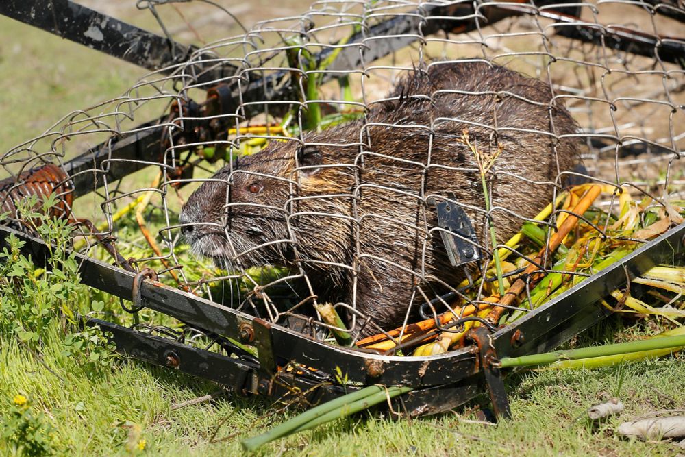 Invasive 20-pound rodents continue to spread in the Bay Area