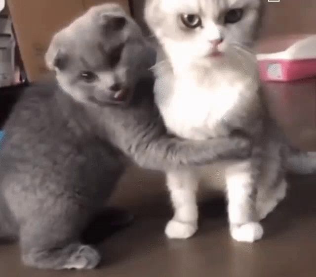 a gray and white cat are hugging each other .