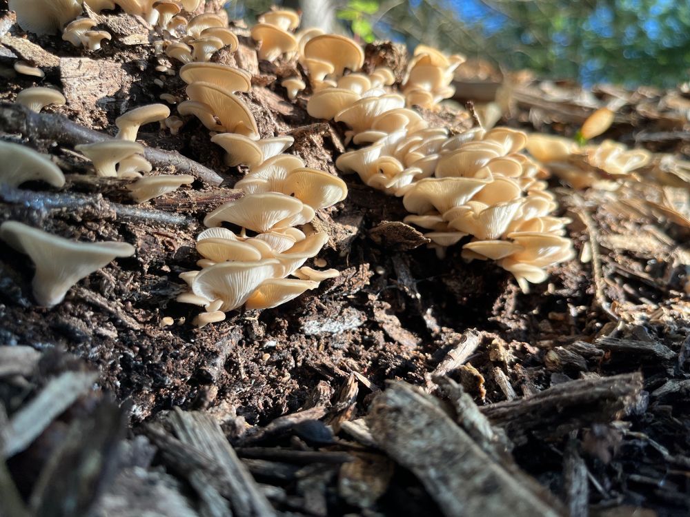Oyster mushrooms from below, growing from a pile of woodchips.